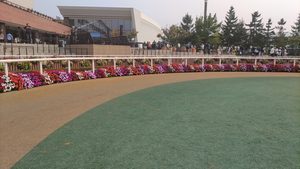 札幌競馬場のパドックと馬場へ続く周辺の様子