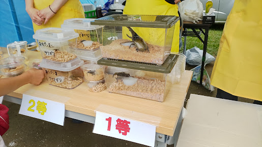 透明ケースに入ったヘラクレスオオカブトと昆虫抽選の1等・2等表示