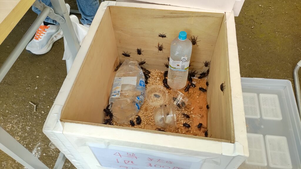 木箱の中に入った複数のクワガタと持ち帰り用のカップケース