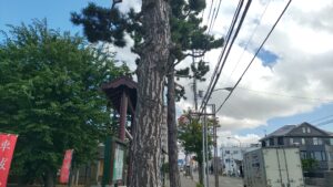 苗穂神社の鳥居前に立つ2本の大きな松と苗穂通沿いの歩道