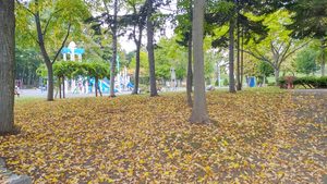 伏古公園の遊具広場近くに広がる落ち葉と青い滑り台