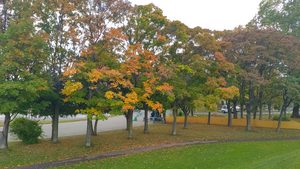伏古公園の緑や黄色、オレンジ色の葉が混在する10月12日の紅葉風景