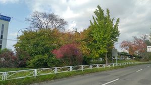 伏古公園側から見たパープルロード沿いの緑や赤に色づいた木々