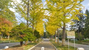 2026年10月12日に黄色く色づいた伏古公園のイチョウ並木